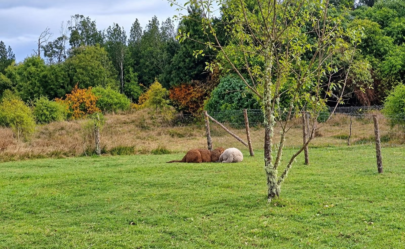 Puma ataca corderos en sector Los Laureles de Maullín
